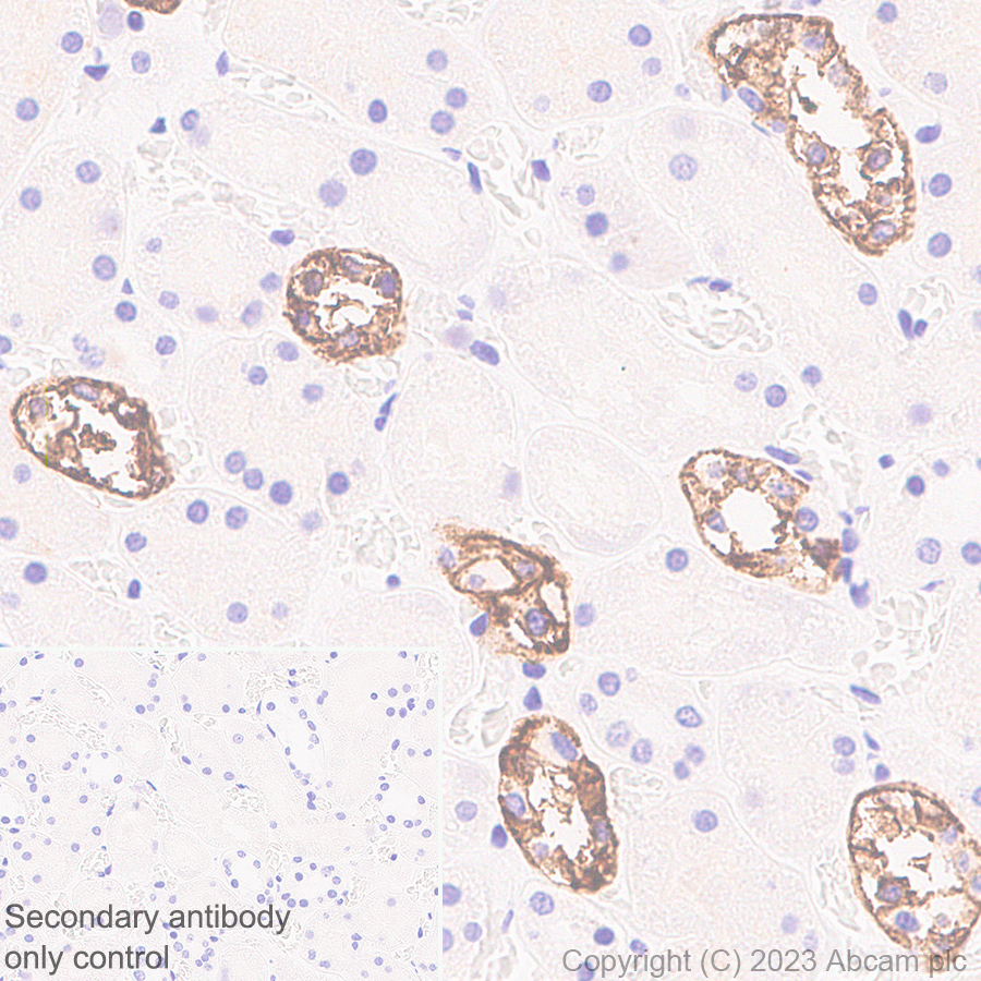 Immunohistochemistry (Formalin/PFA-fixed paraffin-embedded sections) - Anti-Aquaporin 3 antibody [RM1081] - BSA and Azide free (AB316294), expandable thumbnail
