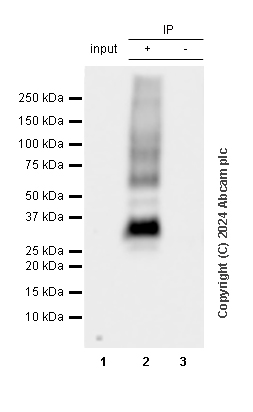 Immunoprecipitation - Anti-Aquaporin 3 antibody [RM1081] - BSA and Azide free (ab316294), expandable thumbnail