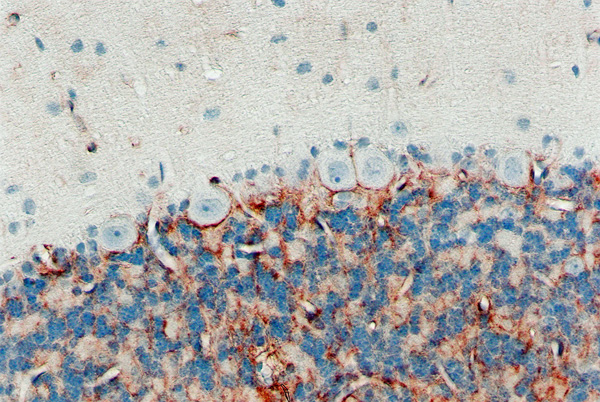 Immunohistochemistry (Formalin/PFA-fixed paraffin-embedded sections) - Anti-Aquaporin 4 antibody [4/18] (AB9512)