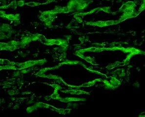 Immunocytochemistry/ Immunofluorescence - Anti-Aquaporin 4 antibody (AB125049)