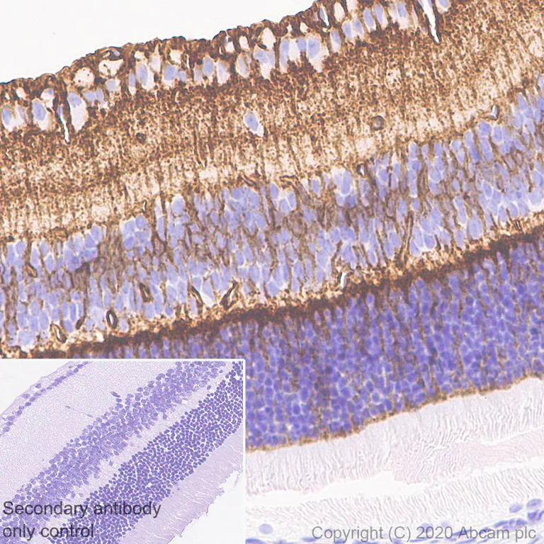 Immunohistochemistry (Formalin/PFA-fixed paraffin-embedded sections) - Anti-Aquaporin 4 antibody [EPR24281-65] (AB259318)