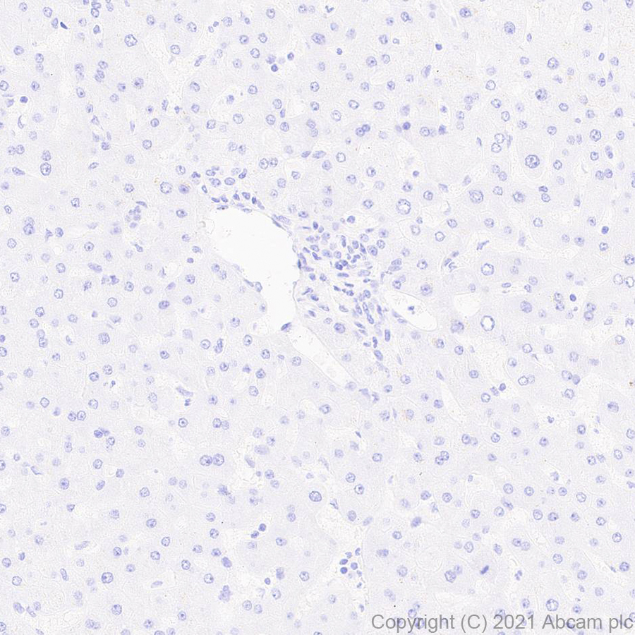 Immunohistochemistry (Formalin/PFA-fixed paraffin-embedded sections) - Anti-Aquaporin 4 antibody [EPR24281-65] (AB259318)