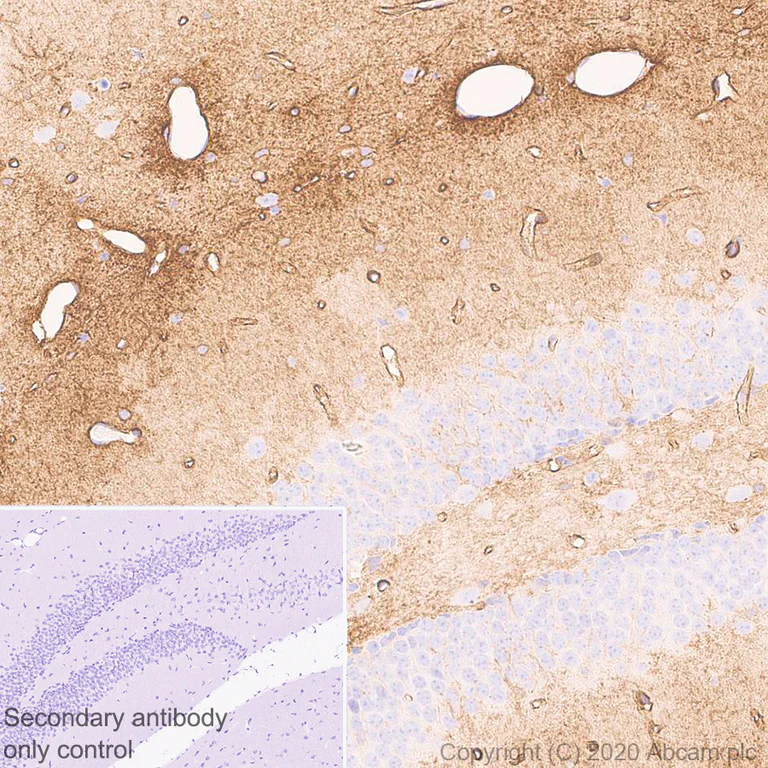 Immunohistochemistry (Formalin/PFA-fixed paraffin-embedded sections) - Anti-Aquaporin 4 antibody [EPR24281-65] (AB259318)