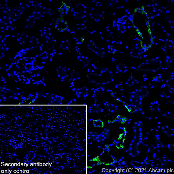 Immunohistochemistry (Frozen sections) - Anti-Aquaporin 4 antibody [EPR24281-65] (AB259318)