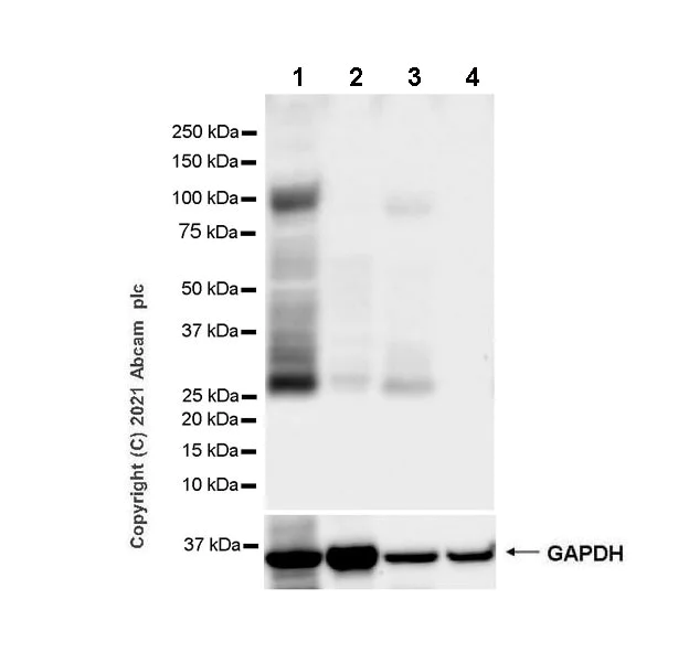 Western blot - Anti-Aquaporin 4 antibody [EPR24281-65] (AB259318)