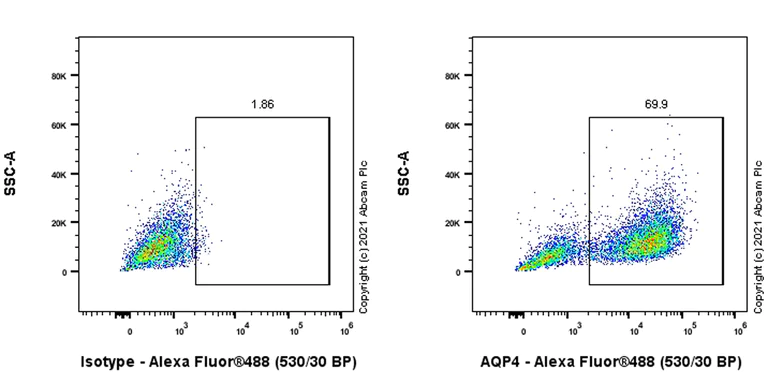 Flow Cytometry (Intracellular) - Anti-Aquaporin 4 antibody [EPR24281-65] - BSA and Azide free (AB282586)