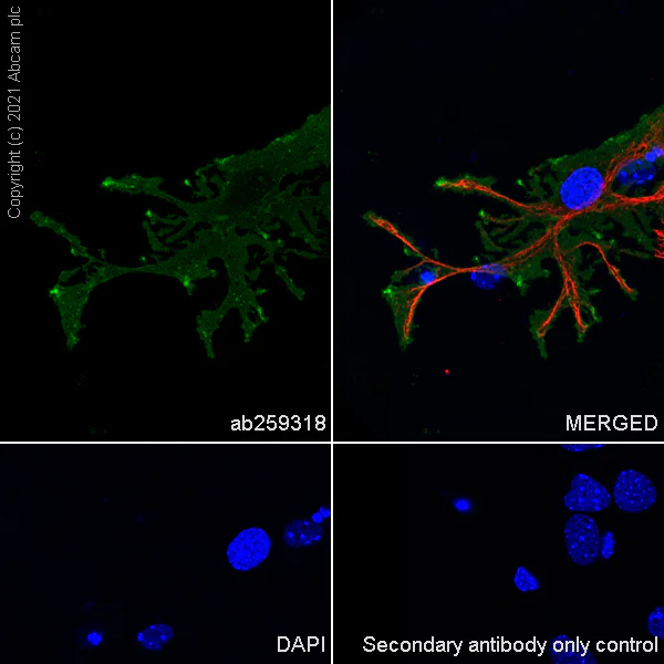 Immunocytochemistry/ Immunofluorescence - Anti-Aquaporin 4 antibody [EPR24281-65] - BSA and Azide free (AB282586)