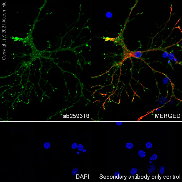 Immunocytochemistry/ Immunofluorescence - Anti-Aquaporin 4 antibody [EPR24281-65] - BSA and Azide free (AB282586)