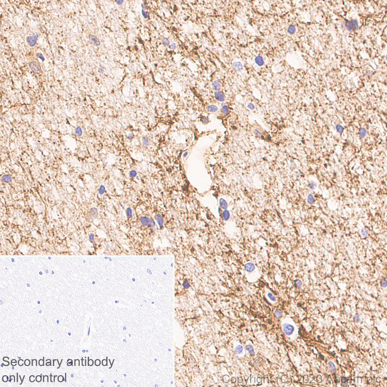 Immunohistochemistry (Formalin/PFA-fixed paraffin-embedded sections) - Anti-Aquaporin 4 antibody [EPR24281-65] - BSA and Azide free (AB282586)