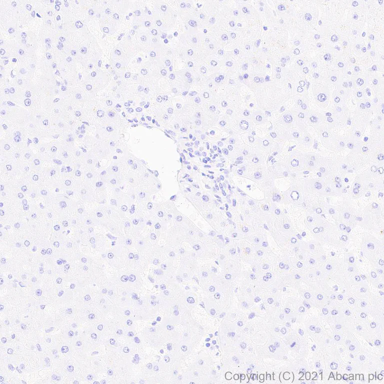 Immunohistochemistry (Formalin/PFA-fixed paraffin-embedded sections) - Anti-Aquaporin 4 antibody [EPR24281-65] - BSA and Azide free (AB282586)