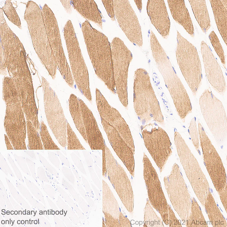Immunohistochemistry (Formalin/PFA-fixed paraffin-embedded sections) - Anti-Aquaporin 4 antibody [EPR24281-65] - BSA and Azide free (AB282586)