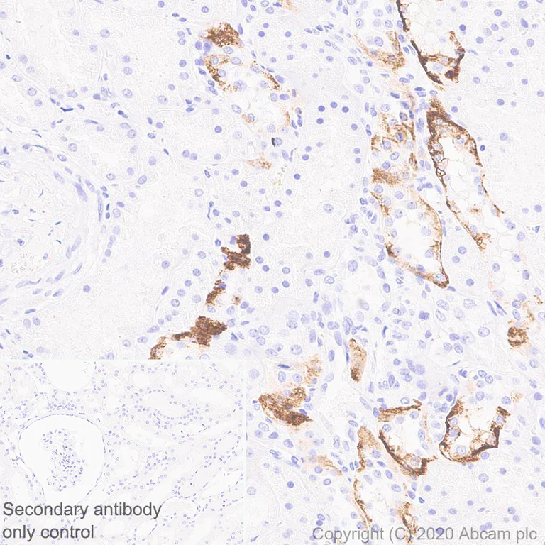 Immunohistochemistry (Formalin/PFA-fixed paraffin-embedded sections) - Anti-Aquaporin 4 antibody [EPR24281-65] - BSA and Azide free (AB282586)