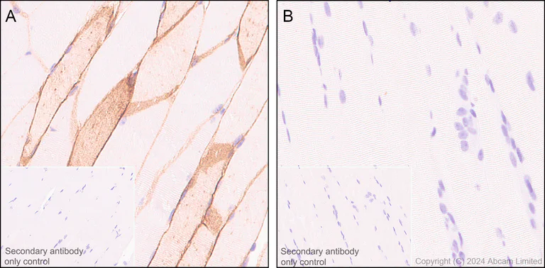 Immunohistochemistry (Formalin/PFA-fixed paraffin-embedded sections) - Anti-Aquaporin 4 antibody [EPR24281-65] - BSA and Azide free (AB282586)