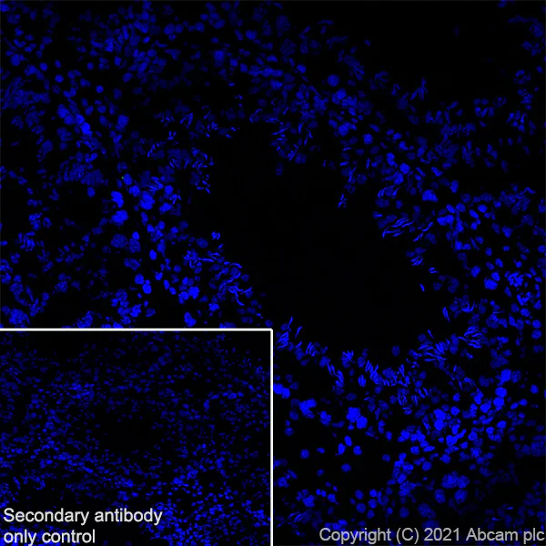 Immunohistochemistry (Frozen sections) - Anti-Aquaporin 4 antibody [EPR24281-65] - BSA and Azide free (AB282586)