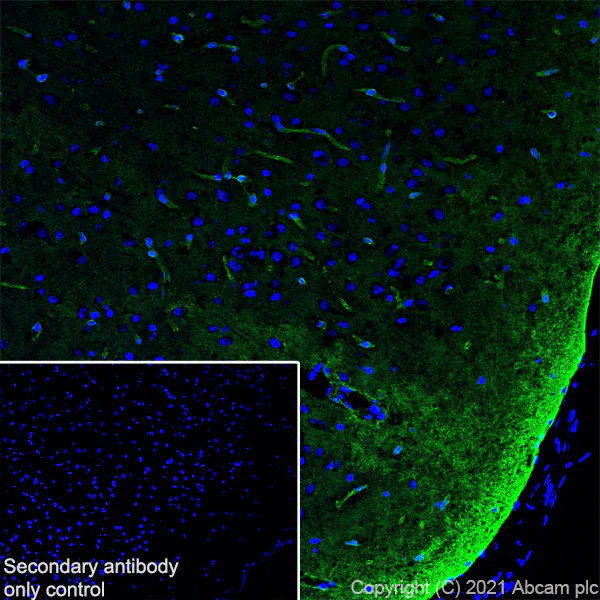 Immunohistochemistry (Frozen sections) - Anti-Aquaporin 4 antibody [EPR24281-65] - BSA and Azide free (AB282586)