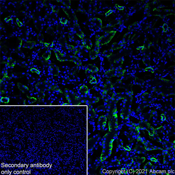 Immunohistochemistry (Frozen sections) - Anti-Aquaporin 4 antibody [EPR24281-65] - BSA and Azide free (AB282586)
