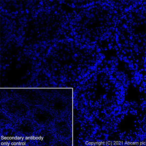 Immunohistochemistry (Frozen sections) - Anti-Aquaporin 4 antibody [EPR24281-65] - BSA and Azide free (AB282586)