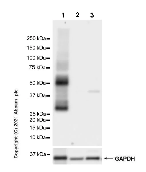 Western blot - Anti-Aquaporin 4 antibody [EPR24281-65] - BSA and Azide free (AB282586)