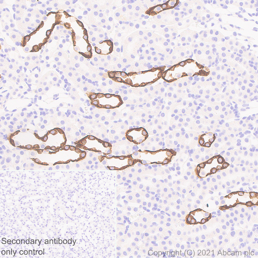 Anti-Aquaporin 4 antibody [EPR7040] Rabbit monoclonal