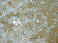 Immunohistochemistry (Formalin/PFA-fixed paraffin-embedded sections) - Anti-Aquaporin 4 antibody [EPR7040] - BSA and Azide free (AB248213)