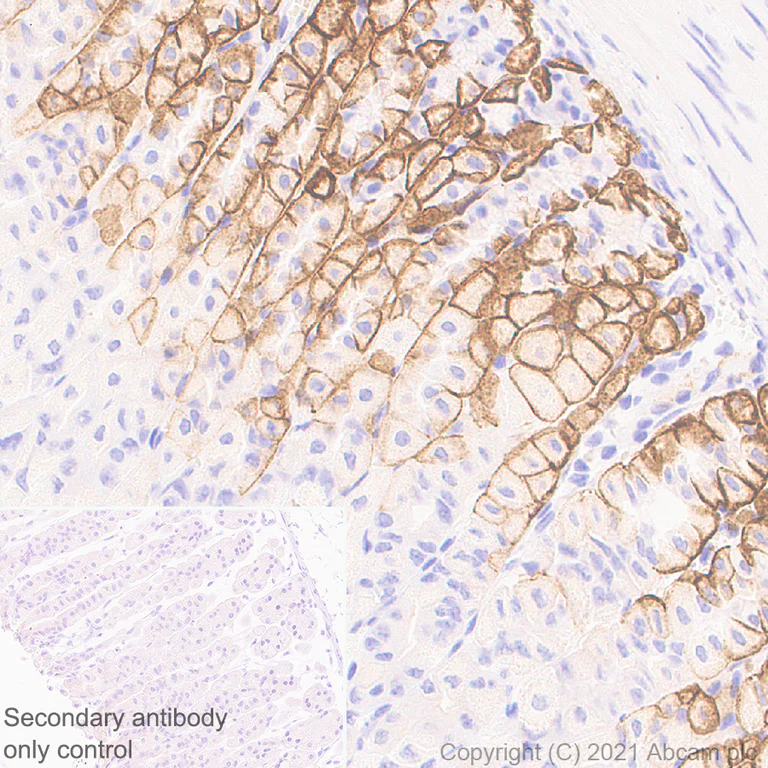 Immunohistochemistry (Formalin/PFA-fixed paraffin-embedded sections) - Anti-Aquaporin 4 antibody [EPR7040] - BSA and Azide free (AB248213)