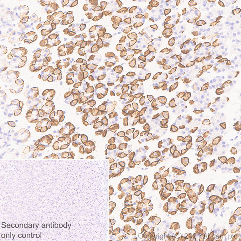 Immunohistochemistry (Formalin/PFA-fixed paraffin-embedded sections) - Anti-Aquaporin 4 antibody [EPR7040] - BSA and Azide free (AB248213)