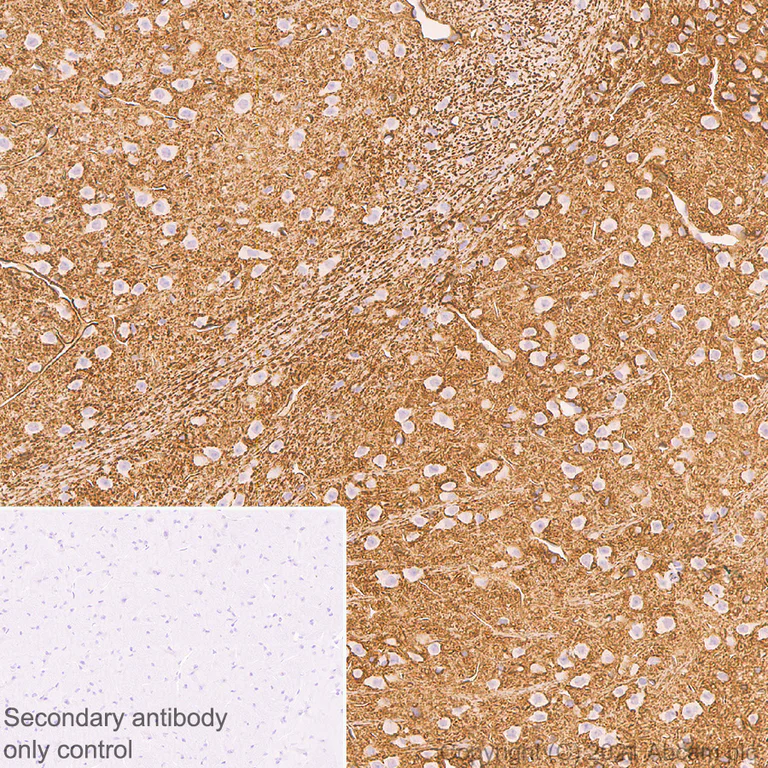 Immunohistochemistry (Formalin/PFA-fixed paraffin-embedded sections) - Anti-Aquaporin 4 antibody [EPR7040] - BSA and Azide free (AB248213)