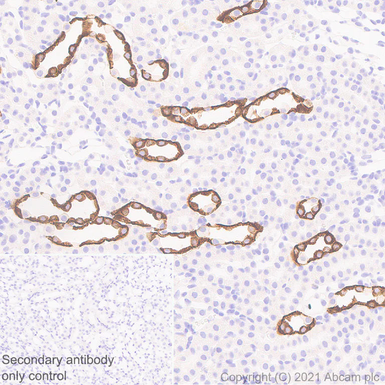 Immunohistochemistry (Formalin/PFA-fixed paraffin-embedded sections) - Anti-Aquaporin 4 antibody [EPR7040] - BSA and Azide free (AB248213)