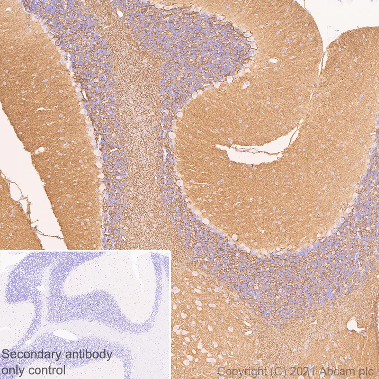 Immunohistochemistry (Formalin/PFA-fixed paraffin-embedded sections) - Anti-Aquaporin 4 antibody [EPR7040] - BSA and Azide free (AB248213)