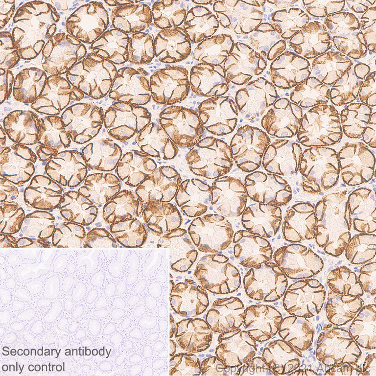 Immunohistochemistry (Formalin/PFA-fixed paraffin-embedded sections) - Anti-Aquaporin 4 antibody [EPR7040] - BSA and Azide free (AB248213)