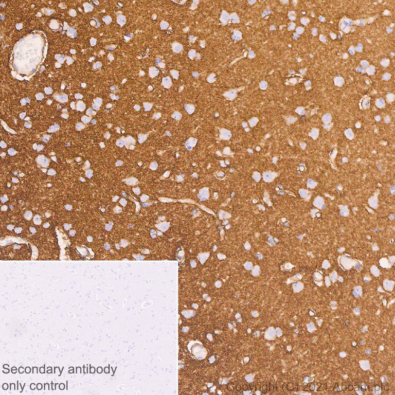 Immunohistochemistry (Formalin/PFA-fixed paraffin-embedded sections) - Anti-Aquaporin 4 antibody [EPR7040] - BSA and Azide free (AB248213)