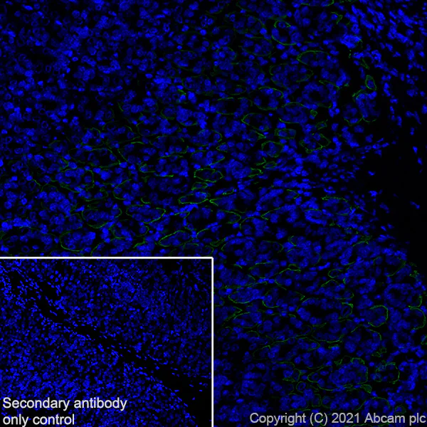Immunohistochemistry (Frozen sections) - Anti-Aquaporin 4 antibody [EPR7040] - BSA and Azide free (AB248213)