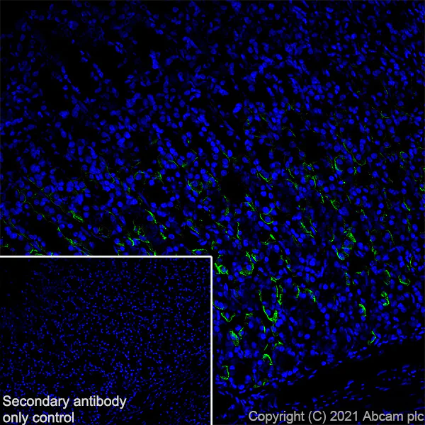 Immunohistochemistry (Frozen sections) - Anti-Aquaporin 4 antibody [EPR7040] - BSA and Azide free (AB248213)