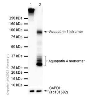 Western blot - Anti-Aquaporin 4 antibody [EPR7040] - BSA and Azide free (AB248213)