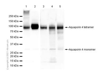 Western blot - Anti-Aquaporin 4 antibody [EPR7040] - BSA and Azide free (AB248213)