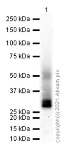 Western blot - Anti-Aquaporin 4 antibody [EPR7040] - BSA and Azide free (AB248213)