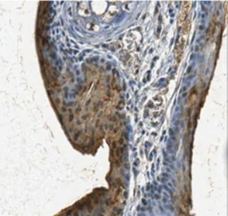 Immunohistochemistry (Formalin/PFA-fixed paraffin-embedded sections) - Anti-Aquaporin 5 antibody (AB78486)