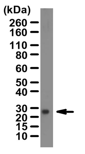 Western blot - Anti-Aquaporin 5 antibody (AB78486)