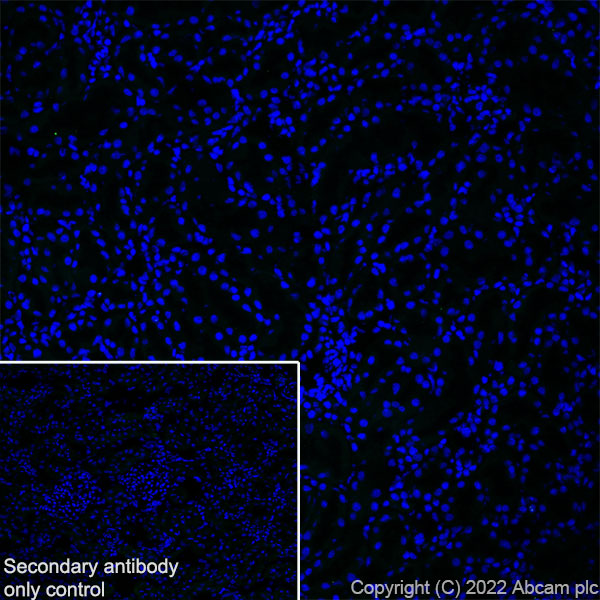 Immunohistochemistry (Frozen sections) - Anti-Aquaporin 5 antibody [EPR27474-70] (AB305303)