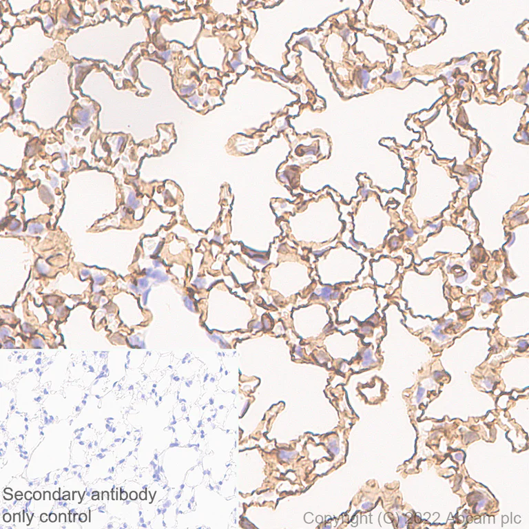 Immunohistochemistry (Formalin/PFA-fixed paraffin-embedded sections) - Anti-Aquaporin 5 antibody [EPR27474-70] - BSA and Azide free (AB305304)