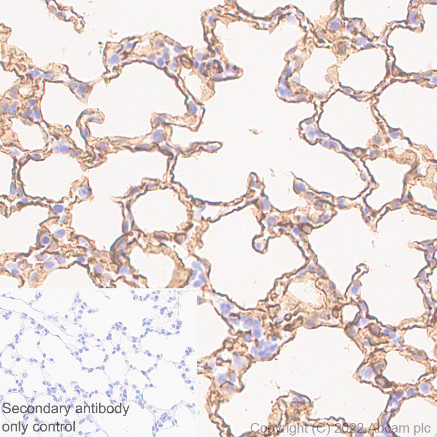 Immunohistochemistry (Formalin/PFA-fixed paraffin-embedded sections) - Anti-Aquaporin 5 antibody [EPR27474-70] - BSA and Azide free (ab305304), expandable thumbnail