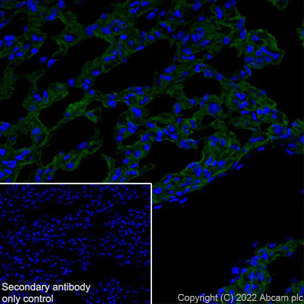 Immunohistochemistry (Frozen sections) - Anti-Aquaporin 5 antibody [EPR27474-70] - BSA and Azide free (AB305304)