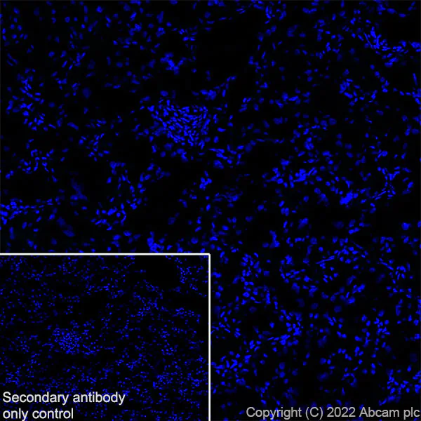 Immunohistochemistry (Frozen sections) - Anti-Aquaporin 5 antibody [EPR27474-70] - BSA and Azide free (AB305304)