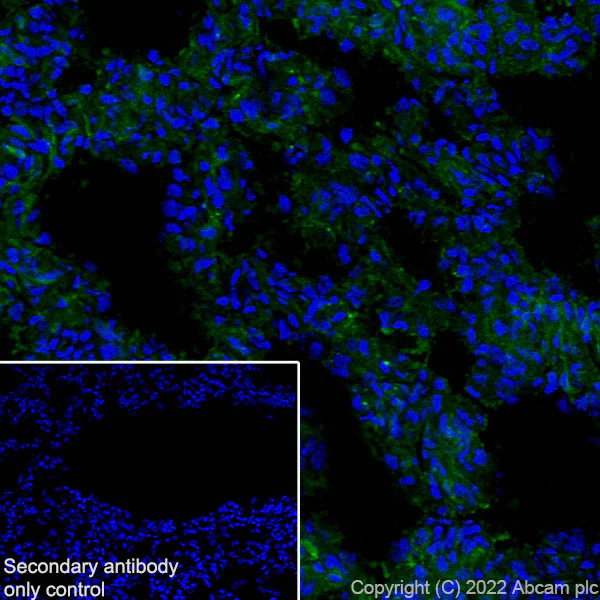 Immunohistochemistry (Frozen sections) - Anti-Aquaporin 5 antibody [EPR27474-70] - BSA and Azide free (AB305304)