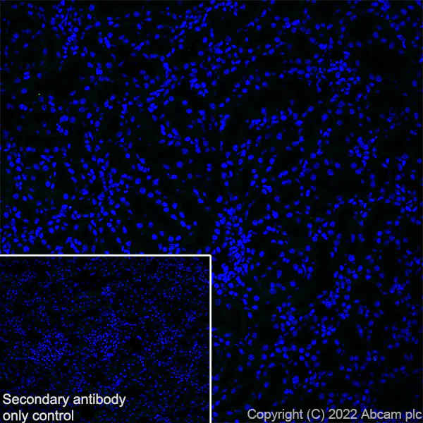 Immunohistochemistry (Frozen sections) - Anti-Aquaporin 5 antibody [EPR27474-70] - BSA and Azide free (AB305304)