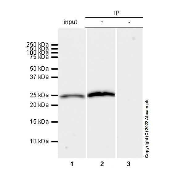 Immunoprecipitation - Anti-Aquaporin 5 antibody [EPR27474-70] - BSA and Azide free (AB305304), expandable thumbnail