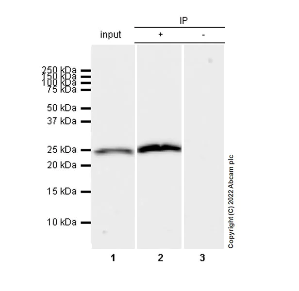 Immunoprecipitation - Anti-Aquaporin 5 antibody [EPR27474-70] - BSA and Azide free (AB305304)
