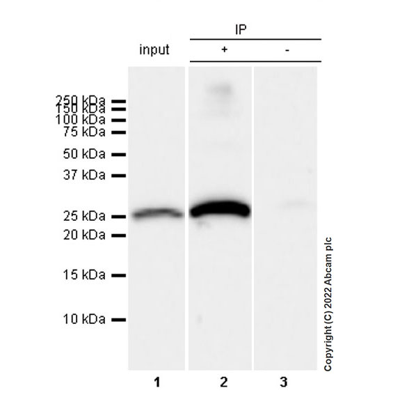 Immunoprecipitation - Anti-Aquaporin 5 antibody [EPR27474-70] - BSA and Azide free (AB305304), expandable thumbnail