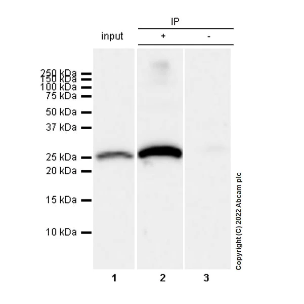 Immunoprecipitation - Anti-Aquaporin 5 antibody [EPR27474-70] - BSA and Azide free (AB305304)