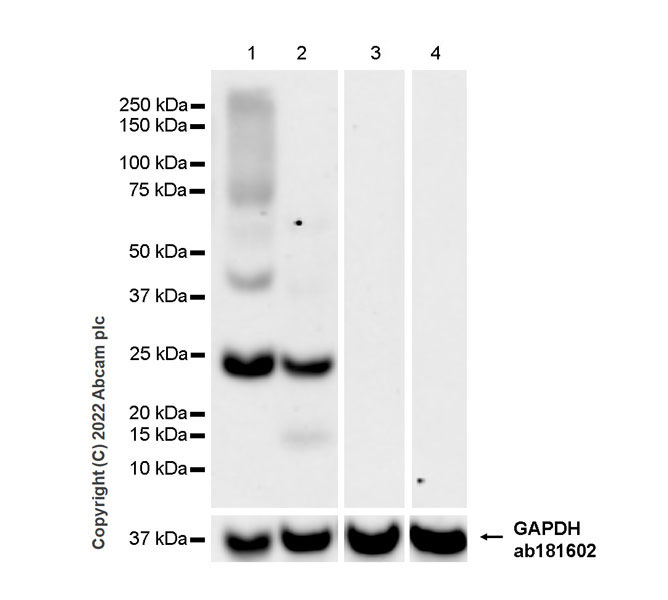 Western blot - Anti-Aquaporin 5 antibody [EPR27474-70] - BSA and Azide free (AB305304), expandable thumbnail